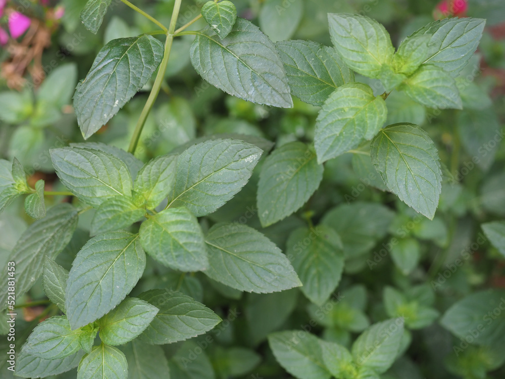 peppermint plant scient. name Mentha piperita peppermint plant scient. name Mentha piperita