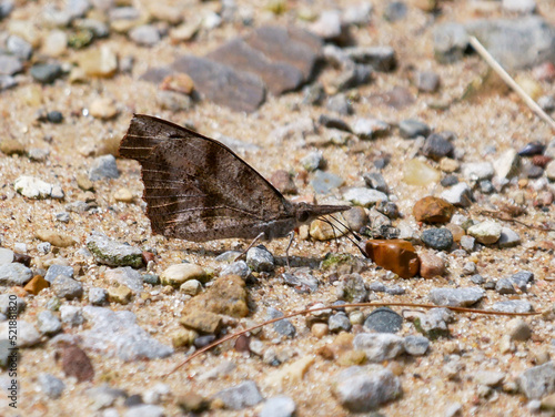 american snout butterfly on a rock