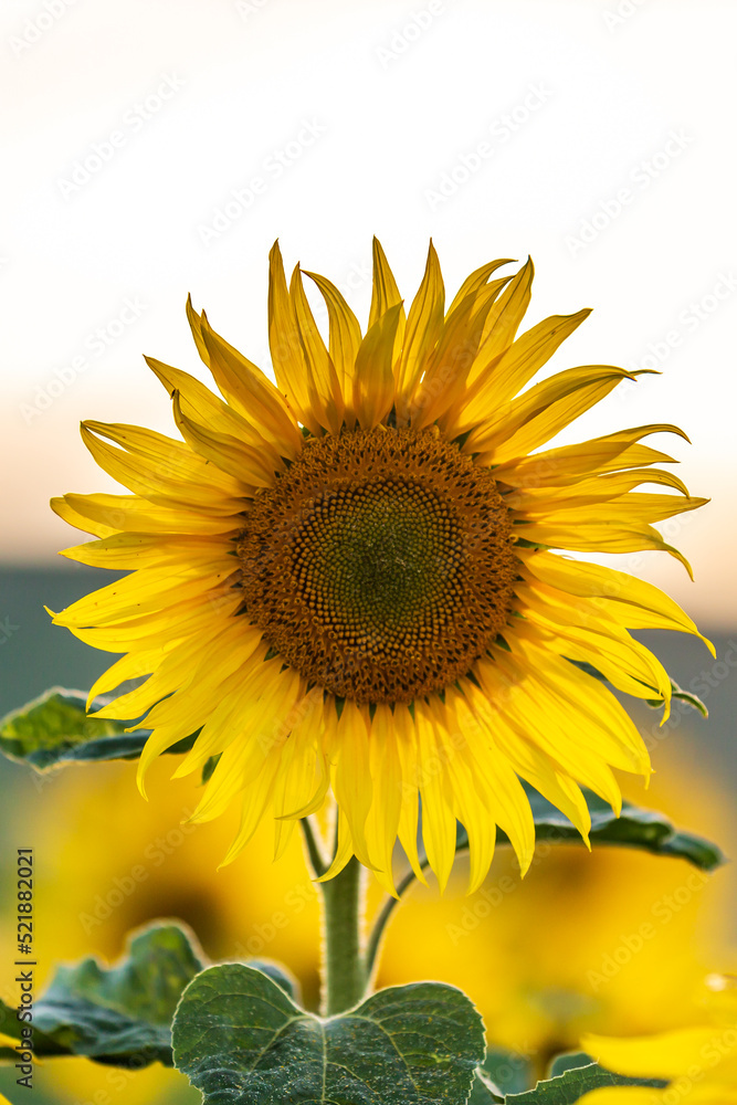 A sunflower head, with a shallow depth of field A sunflower head, with a shallow depth of field