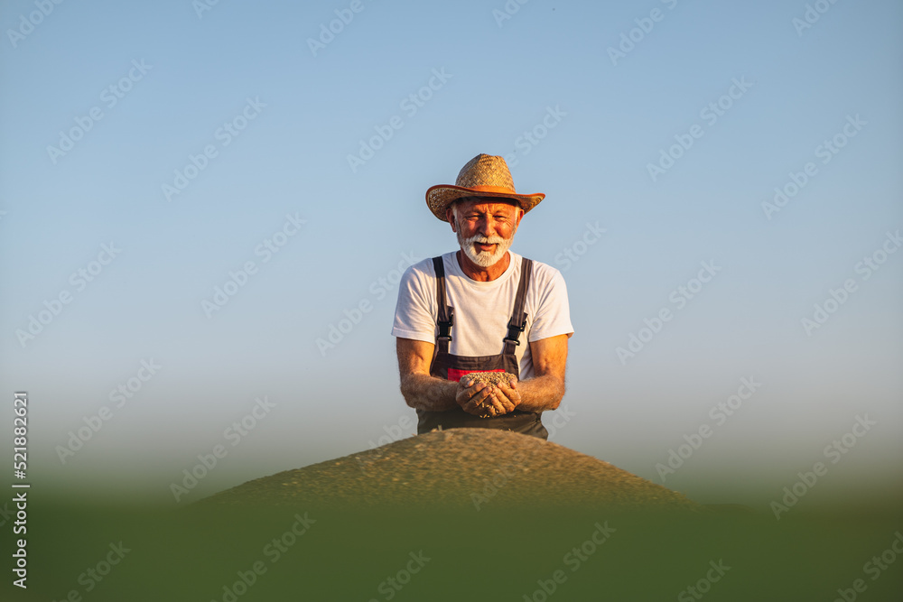 Satisfied older in 70s farmer standing on trailer in field and checking harvested wheat grains after harvest. Satisfied older in 70s farmer standing on trailer in field and checking harvested wheat grains after harvest.