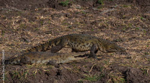 Crocodiles walking; Crocodiles resting; mugger crocodiles in sri lanka; mirror image of animals; walking crocodiles