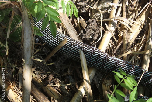 Black and white snake in nature. photo