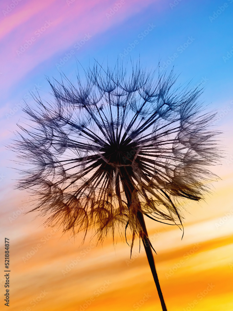 dark silhouette of fluffy dandelion on background of  colorful sunset sky, calm relaxing evening landscape with beautiful multicolored sky at sunset, close-up