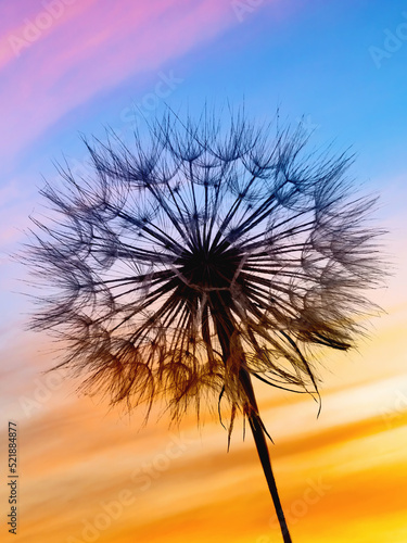 dark silhouette of fluffy dandelion on background of  colorful sunset sky  calm relaxing evening landscape with beautiful multicolored sky at sunset  close-up