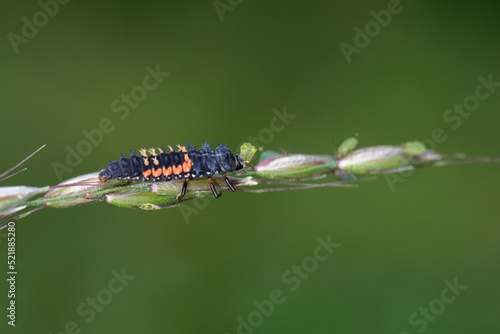 Une larve de coccinelle asiatique attaquant des pucerons sur un épi de graminée (Harmonia axyridis)  photo