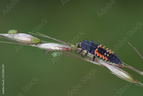 Une larve de coccinelle asiatique attaquant des pucerons sur un épi de graminée (Harmonia axyridis)  photo