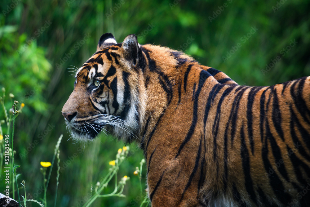 Obraz premium Close-up of a Sumatran tiger in jungle