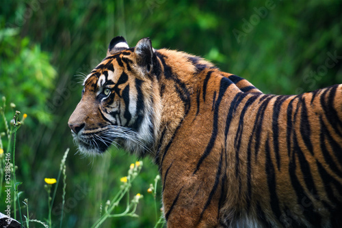 Close-up of a Sumatran tiger in jungle