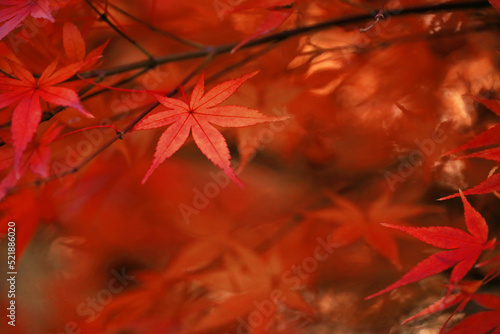 Close up photo of Japanese maple leaves shining beautifully in red