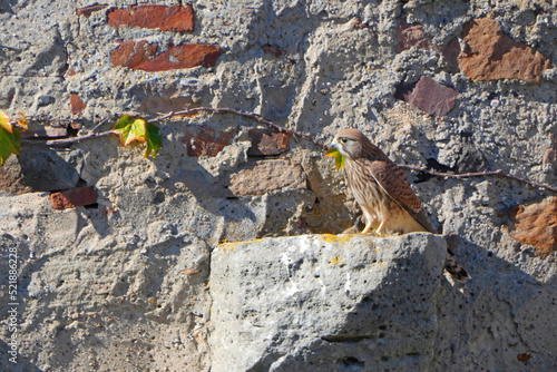 Kestrel in its territory at sababurg castle photo