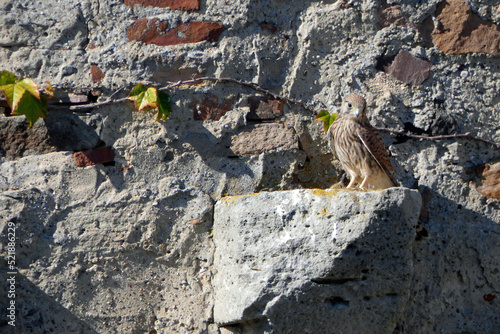 Kestrel in its territory at sababurg castle photo