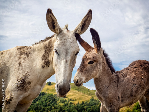 Donkey head close-up in the countryside © Nikokvfrmoto
