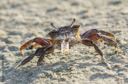 Brackish-water Fiddler Crab (Uca minax) female at the ocean beach, Galveston, Texas, USA. photo