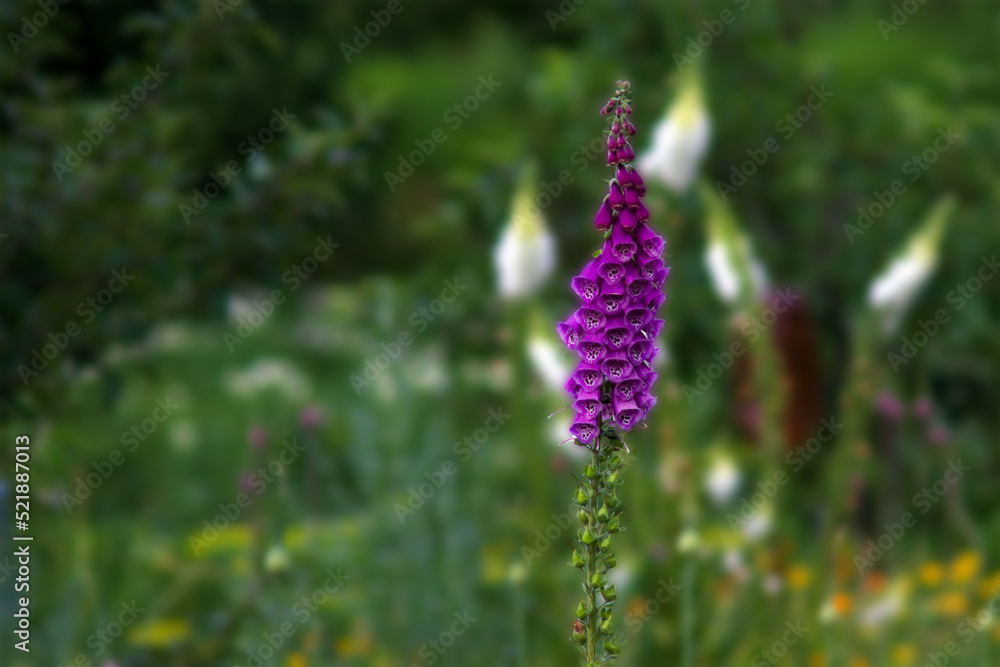 foxglove flower (Digitalis) photo with blurred background foxglove flower (Digitalis) photo with blurred background