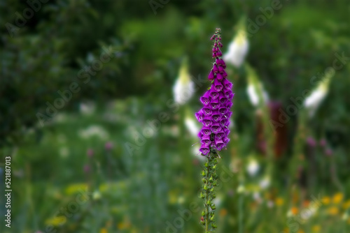 foxglove flower  Digitalis  photo with blurred background