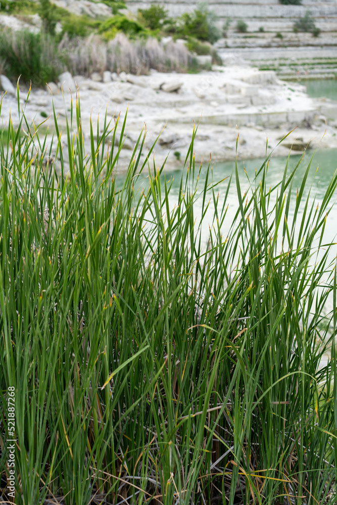 Landscape with reeds on the background of the water surface Landscape with reeds on the background of the water surface