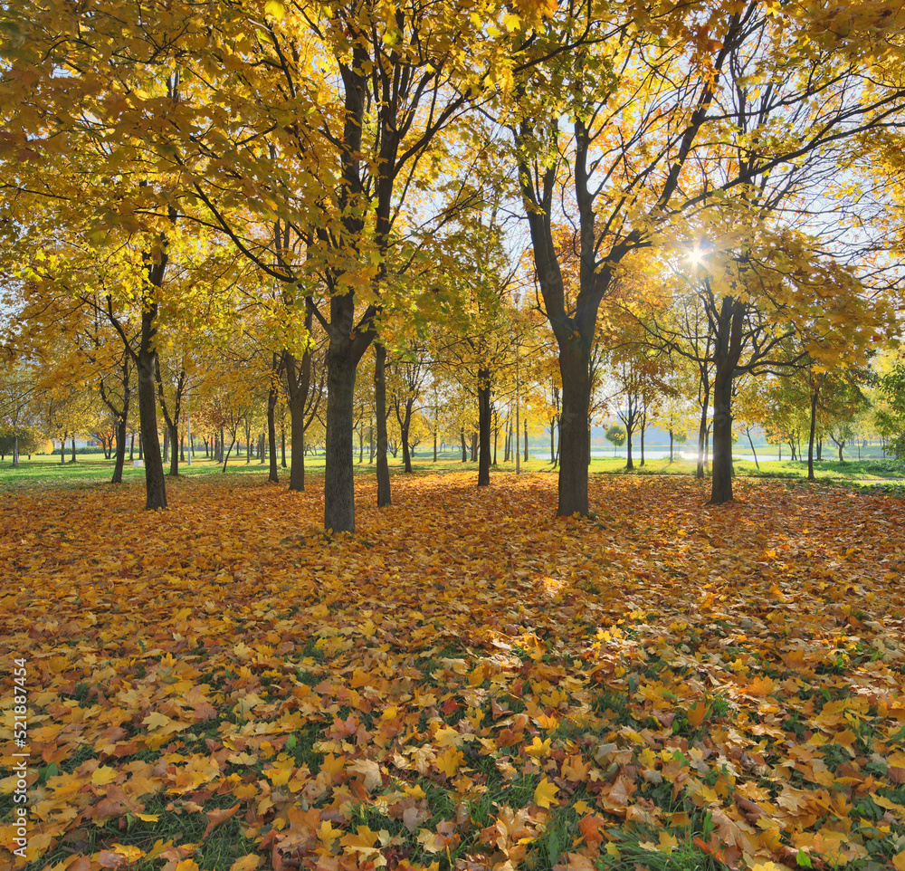 gold leaves in fron of autumn maple bright trees gold leaves in fron of autumn maple bright trees