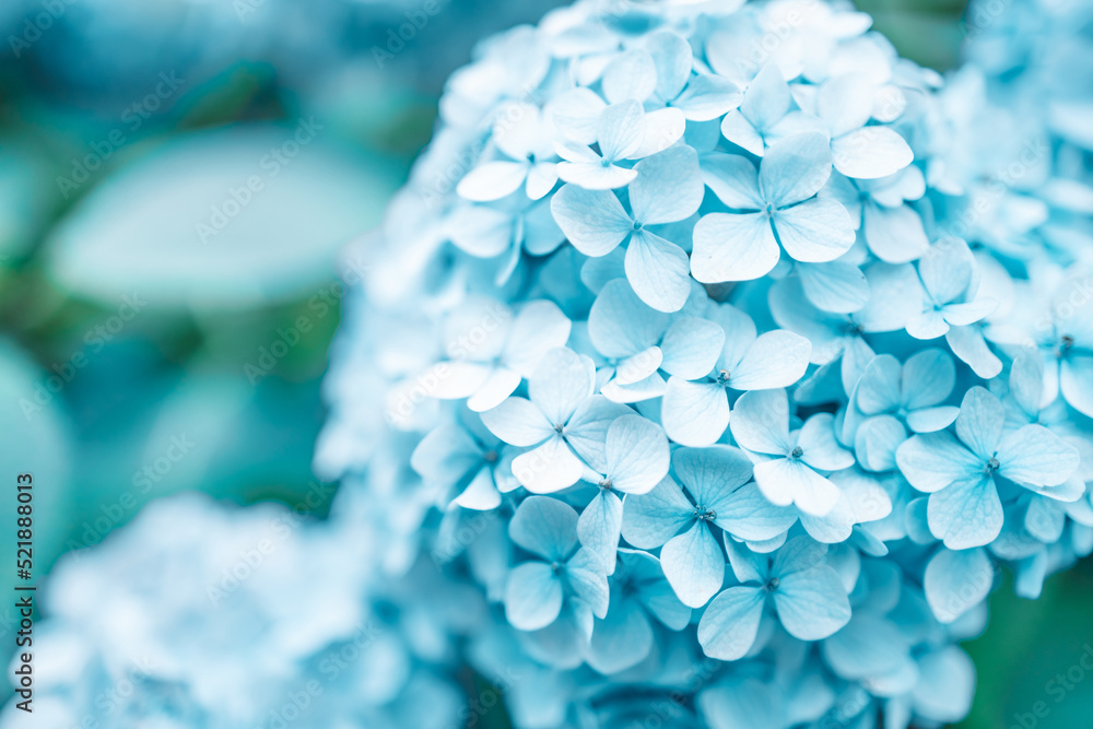 Details of blue petals. Macro photo of hydrangea flower. Beautiful colorful blue texture of flowers for designers. Hydrangea macrophylla. High quality photo Details of blue petals. Macro photo of hydrangea flower. Beautiful colorful blue texture of flowers for designers. Hydrangea macrophylla. High quality photo