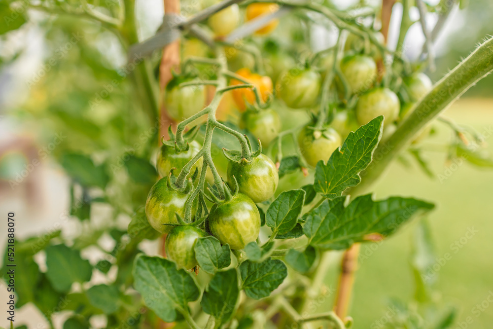 Closeup of cluster of ripe red plum tomatoes in green foliage on bush. Growing of vegetables in greenhouse. Closeup of cluster of ripe red plum tomatoes in green foliage on bush. Growing of vegetables in greenhouse.