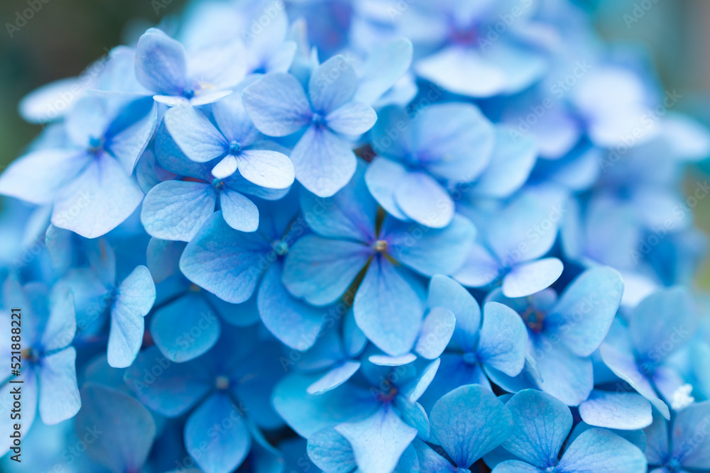 Details of blue petals. Macro photo of hydrangea flower. Beautiful colorful blue texture of flowers for designers. Hydrangea macrophylla. Banner Details of blue petals. Macro photo of hydrangea flower. Beautiful colorful blue texture of flowers for designers. Hydrangea macrophylla. Banner