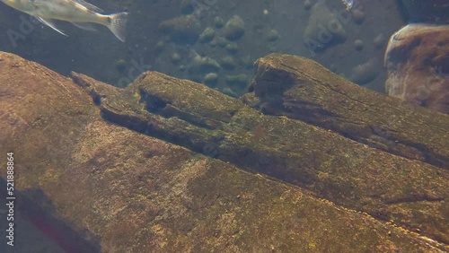 View of the slowly swimming fish at the bottom. Sea life photo