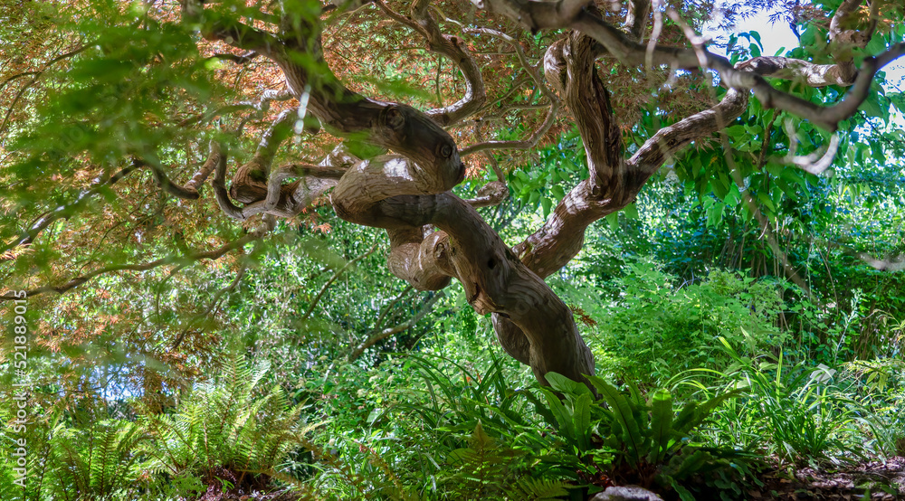detailed closeup of a long established and mature Japanese Maple tree detailed closeup of a long established and mature Japanese Maple tree