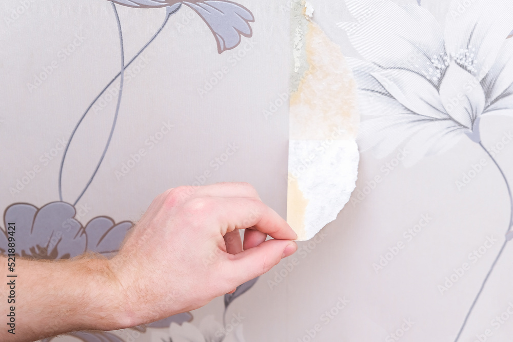 Removing old wallpaper with a spatula and a sprayer with water. A man