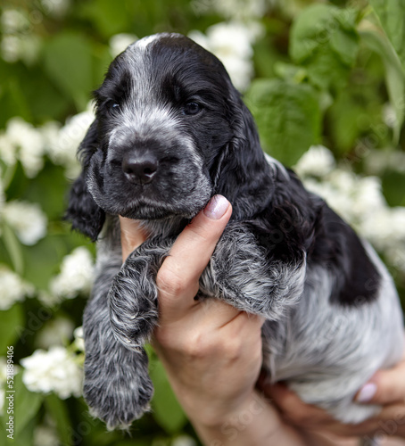 Portrait of an English Cocker spaniel puppy. The dog is sitting on his hands and looking into the frame. The background is blurred.