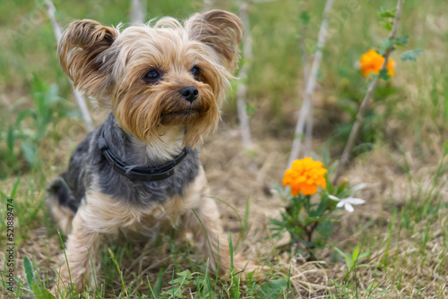 Yorkshire Terrier puppy sitting on the grass close to flowers. Funny small York puppy on golden hour time photography. close up