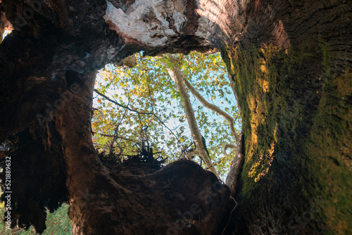  Tree branches and sky, view from inside the old tree with large hollow