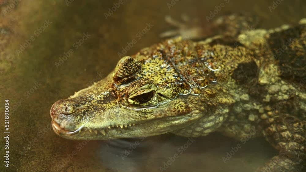 close up of crocodile head above the water surface. A dangerous reptile peeps out of the water. Smooth-fronted caiman, Paleosuchus trigonatus. caiman look in terrarium. close up of crocodile head above the water surface. A dangerous reptile peeps out of the water. Smooth-fronted caiman, Paleosuchus trigonatus. caiman look in terrarium.