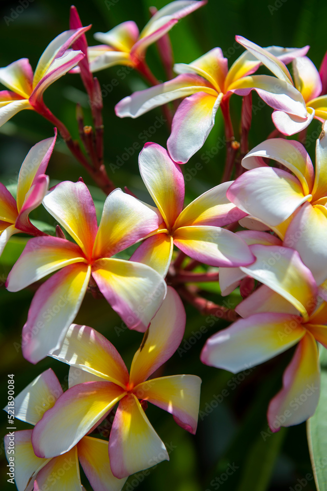 Close up shot of yellow and pink frangipani plumeria flowers Close up shot of yellow and pink frangipani plumeria flowers