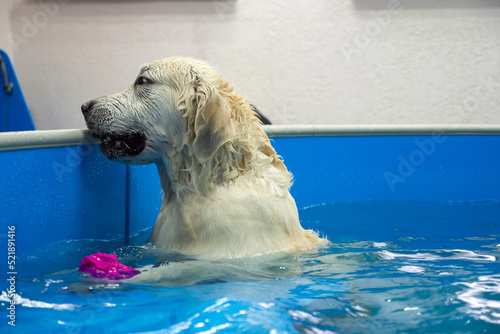 Schilderij op canvas golden retriever dog playing with ball in the swimming pool