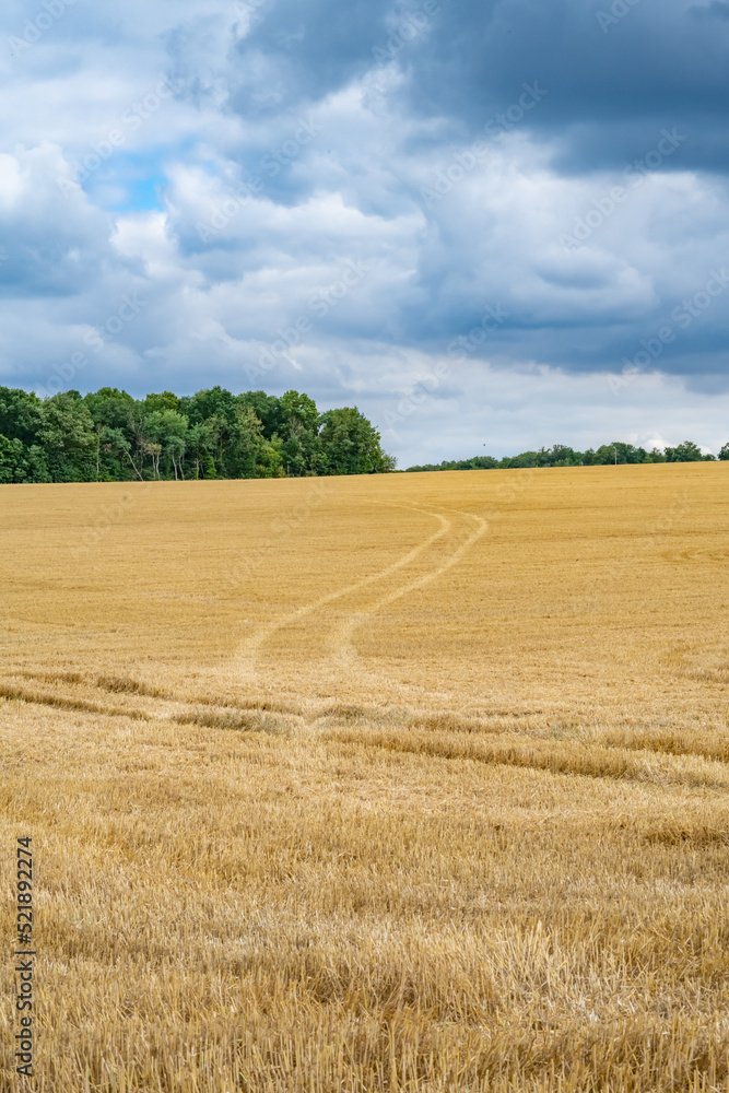 champs de blé moissonné avec traces de pneu d'un véhicule formant un chemin