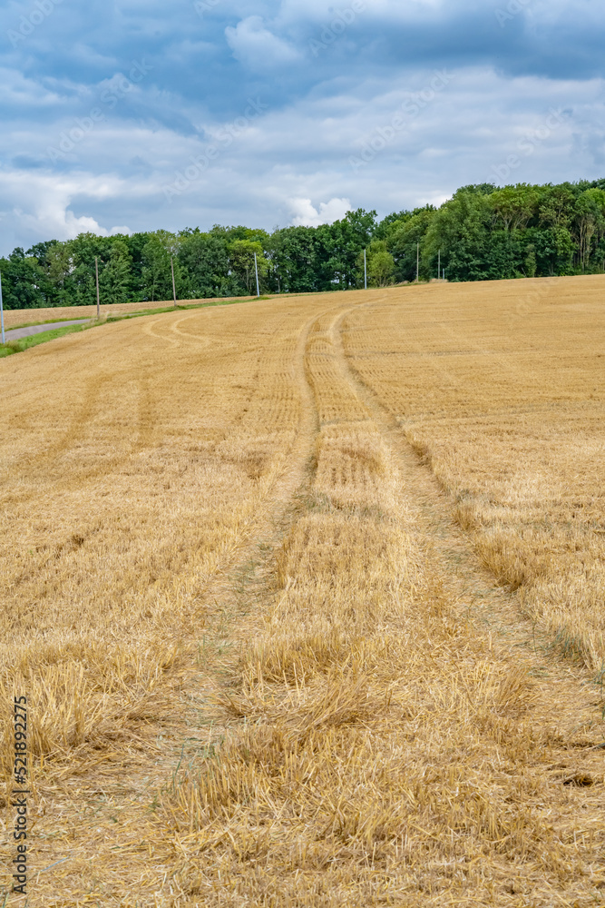 champs de blé moissonné avec traces de pneu d'un véhicule formant un chemin