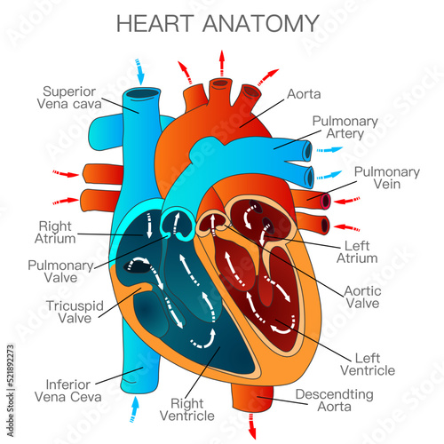 Heart anatomy, structure. Parts; right, left atrium, ventricle, valves, descending aorta, superior vena cava, pulmonary vein. Blood flow direction diagram. Circulatory system work. Vector illustration photo