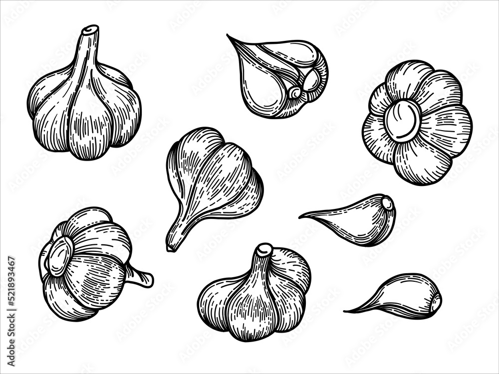 Garlic set. Hand drawn vector illustration. Engraving style. Sketch