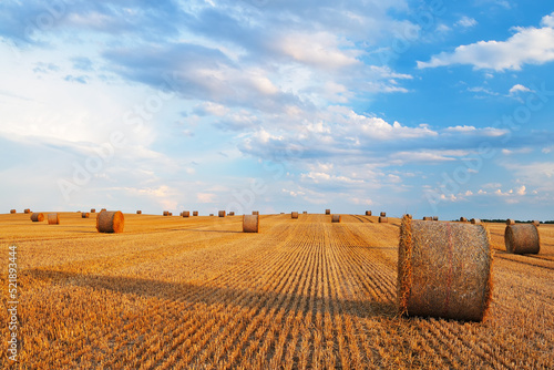 Wheat grain hay bale in a field on a sunny day in a rural landscape. Harvest time.