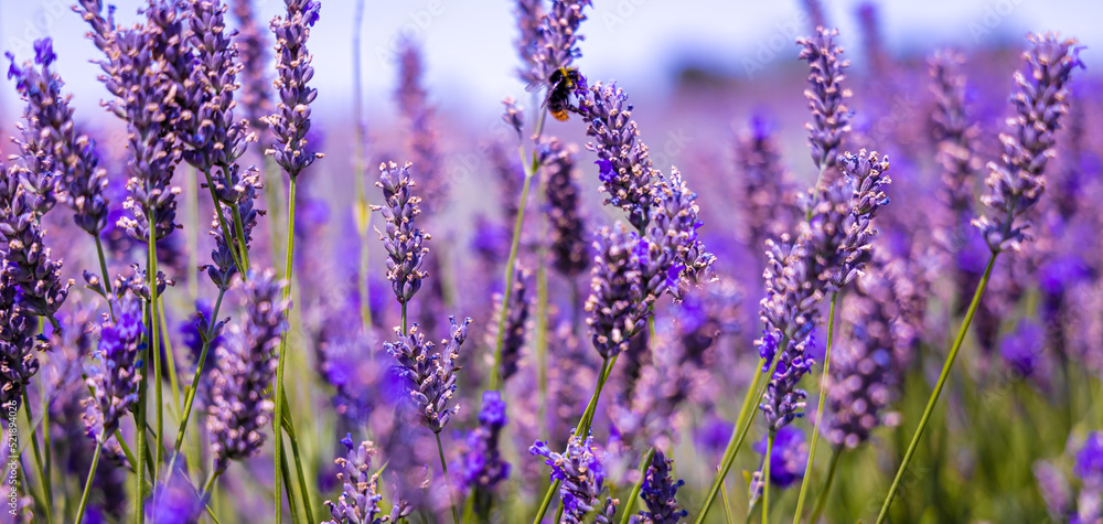 Obraz premium Hitchin lavender field in Ickleford near London, flower-farming vista popular for photos in summer in England