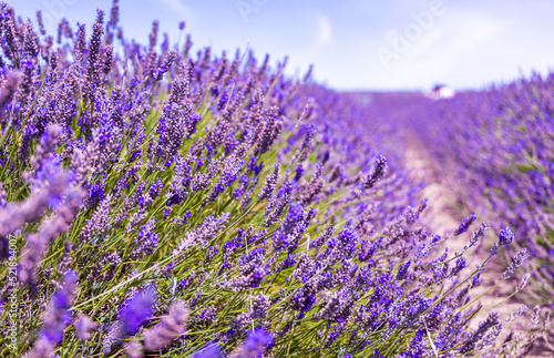 Hitchin lavender field in Ickleford near London  flower-farming vista popular for photos in summer in England