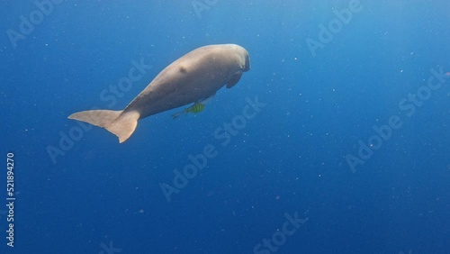 Dugong - Dugong dugon, Marsa Alam, Red sea, Egypt photo