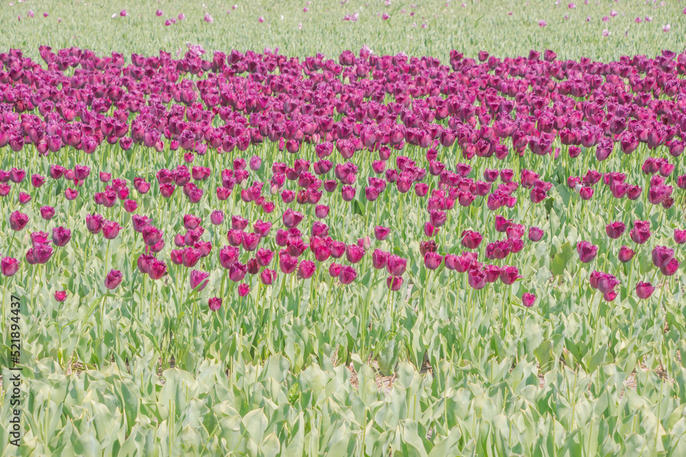 Colorful tulips blooming in spring in the famous Dutch tulip park. Taken in Keukenhof, Netherlands. Colorful tulips blooming in spring in the famous Dutch tulip park. Taken in Keukenhof, Netherlands.