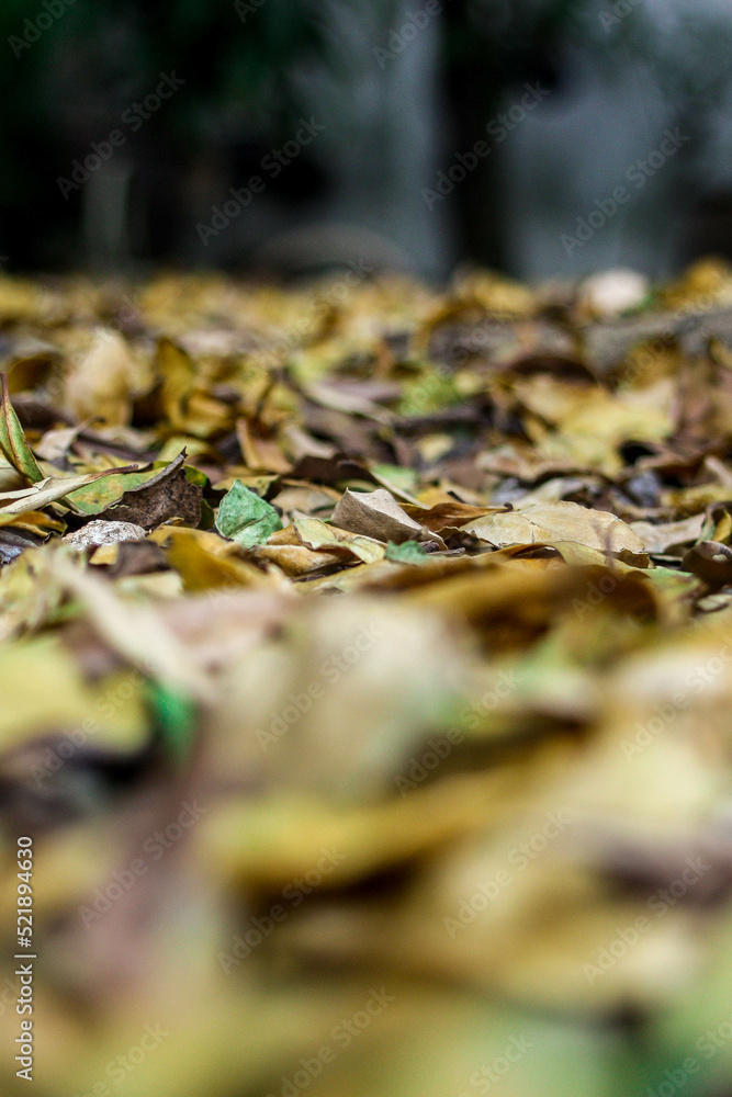 Dry leaves fall on the ground and on tree roots in autumn.