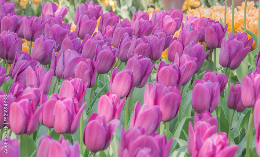 Obraz premium Colorful tulips blooming in spring in the famous Dutch tulip park. Taken in Keukenhof, Netherlands.