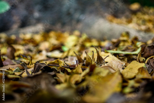 Dry leaves fall on the ground and on tree roots in autumn.