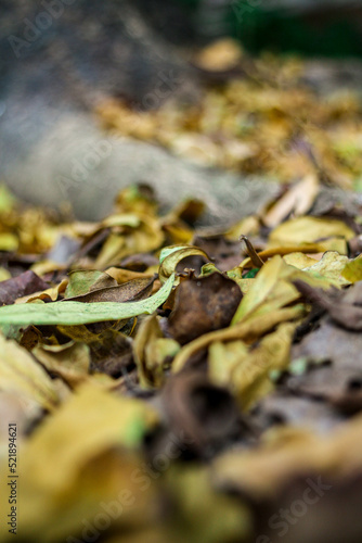 Dry leaves fall on the ground and on tree roots in autumn.