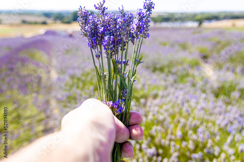 Fototapeta Naklejka Na Ścianę i Meble -  Hitchin lavender field in Ickleford near London, flower-farming vista popular for photos in summer in England