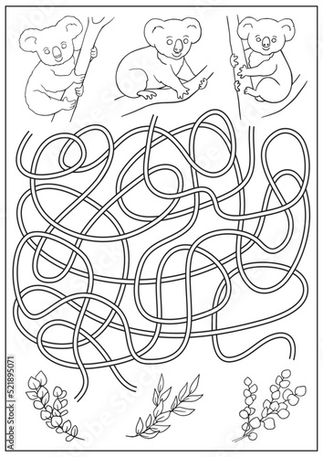 Maze game and coloring book labyrinth for children. Find way for koalas to food. Education activity page and worksheet. Cartoon vector illustration.