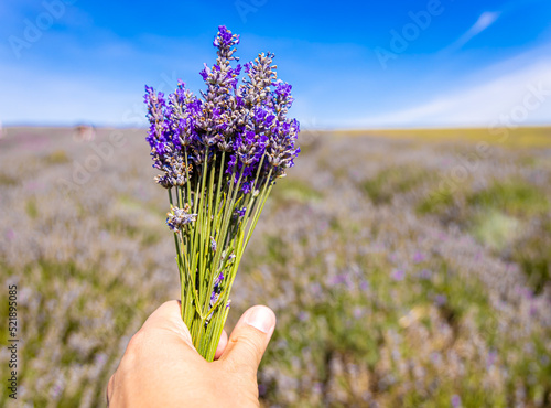 Hitchin lavender field in Ickleford near London, flower-farming vista popular for photos in summer in England photo