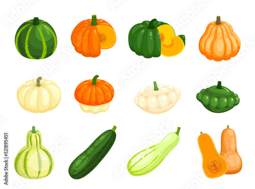 Raw butternut pumpkin, zucchini and squash vegetables. Vector farm veggie food, yellow courgette, green zucchini, orange pumpkin and white patty pan squash, half cut vegetables and wedges with seeds